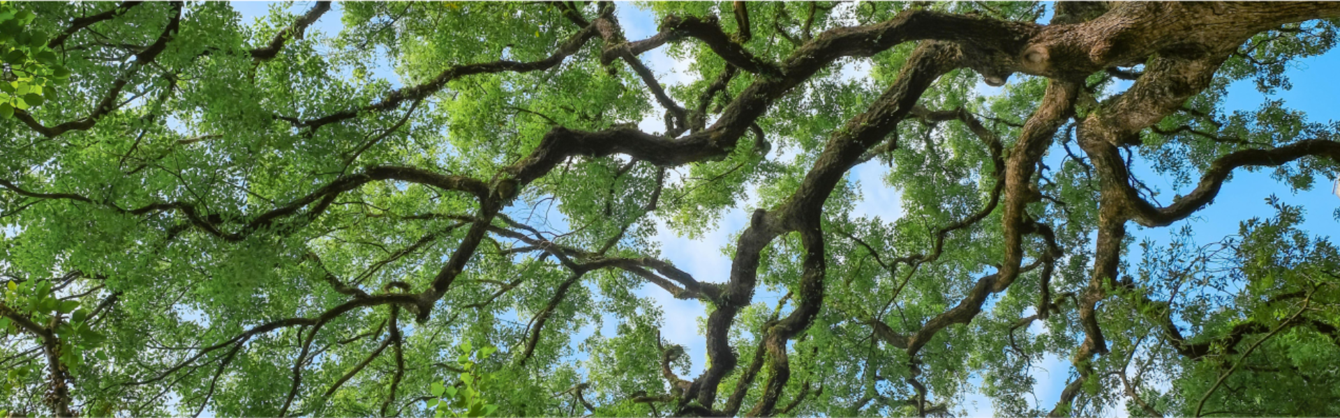 Compound Equity Group